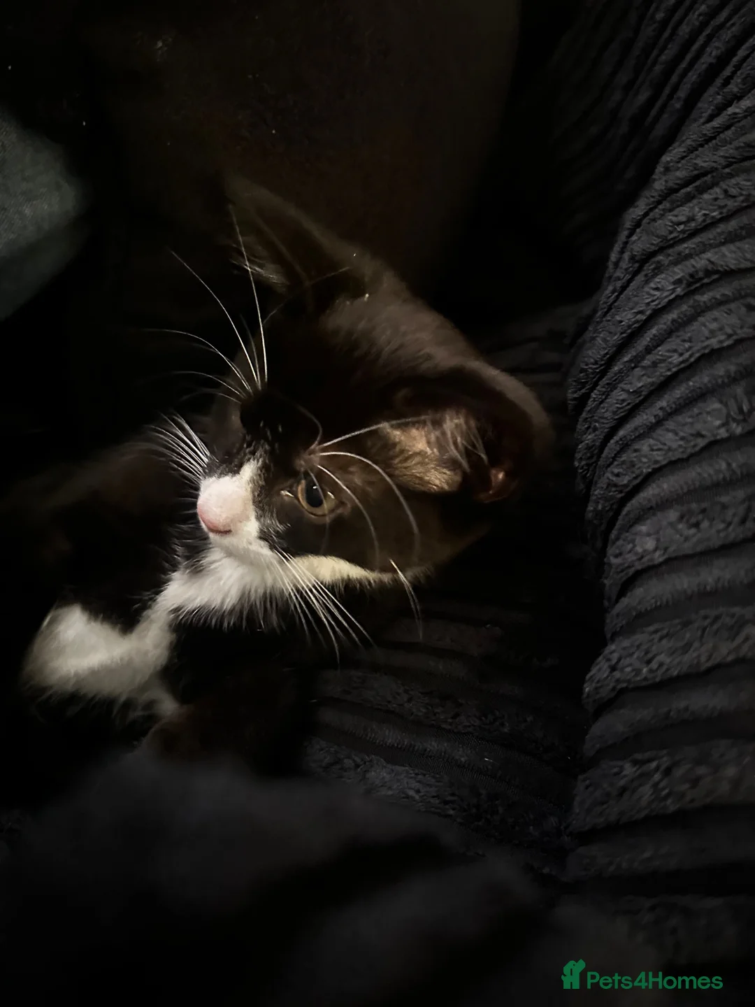 Mixed Breed cats for sale: Male black and white cat in Thetford - Advert 4