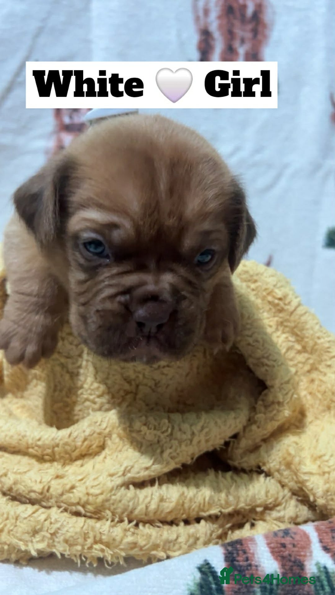 Dogue De Bordeaux dogs for sale: Hunter Bordeaux Puppies - Advert 5