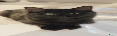 Free cat , Mixed Breed