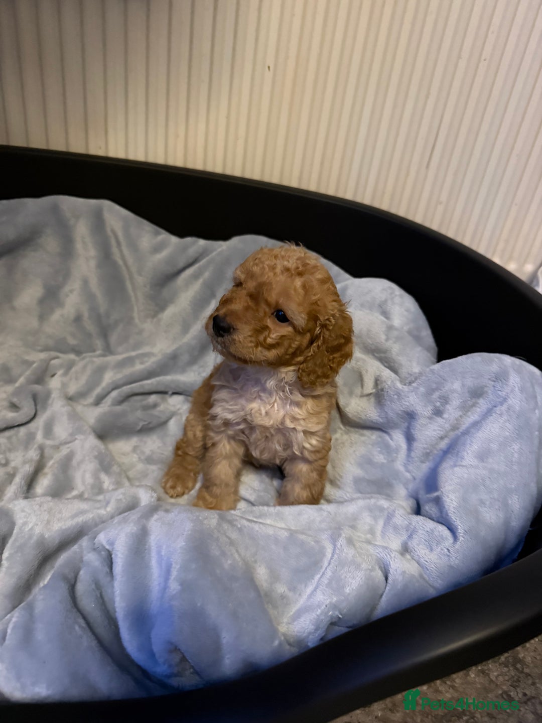 Cockapoo dogs for sale: Cockapoo Puppies For Sale  - Advert 10