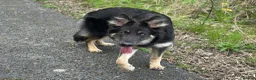 German Shepherd dogs for sale: Gorgeous German shepherd puppies  - Advert 3