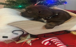 Cocker Spaniel dogs for sale: Beautiful Cocker Spaniel Puppies - Advert 5