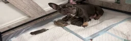 French Bulldog dogs for sale: LAST BABY GIRL LEFT - 11 weeks - Well trained  - Advert 2