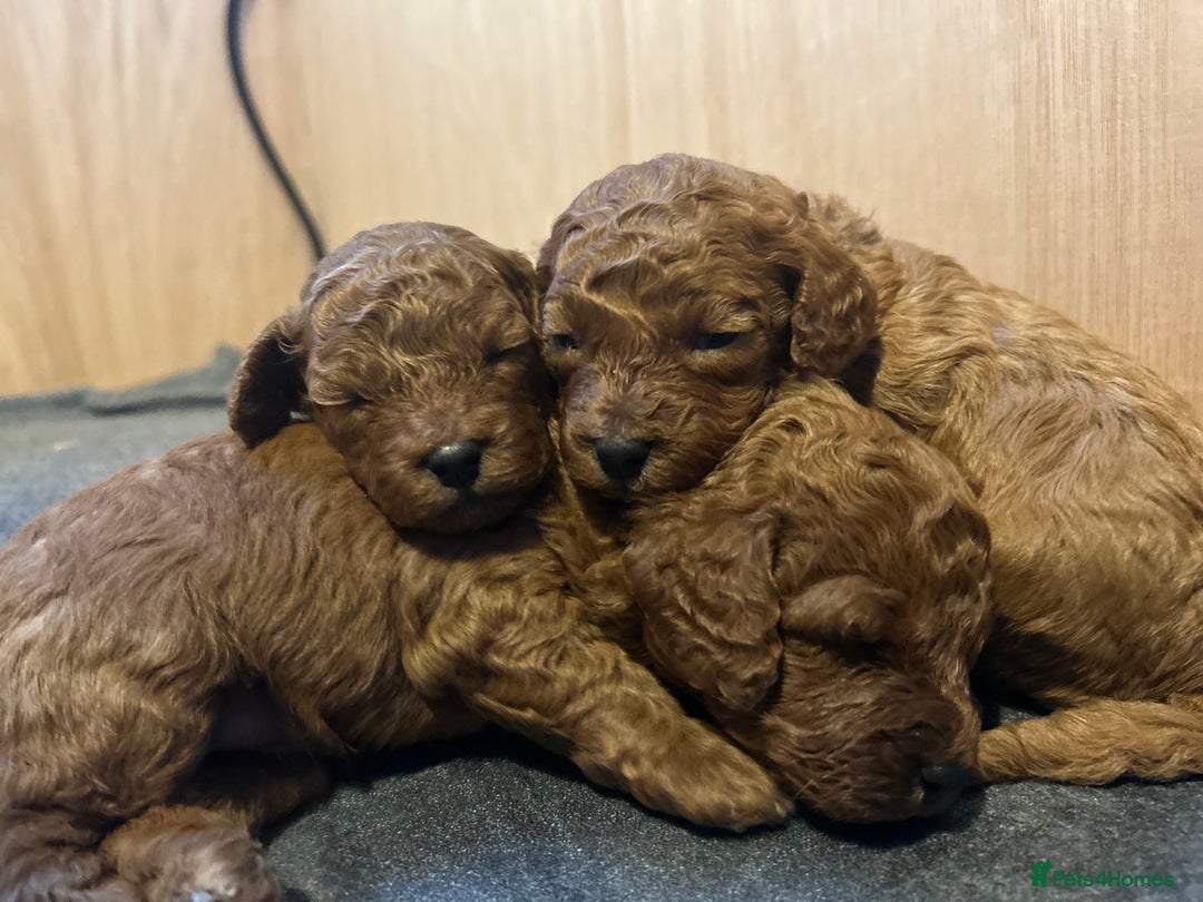 Cavapoo dogs for sale: TOY RED CAVAPOO PUPPIES  - Advert 7