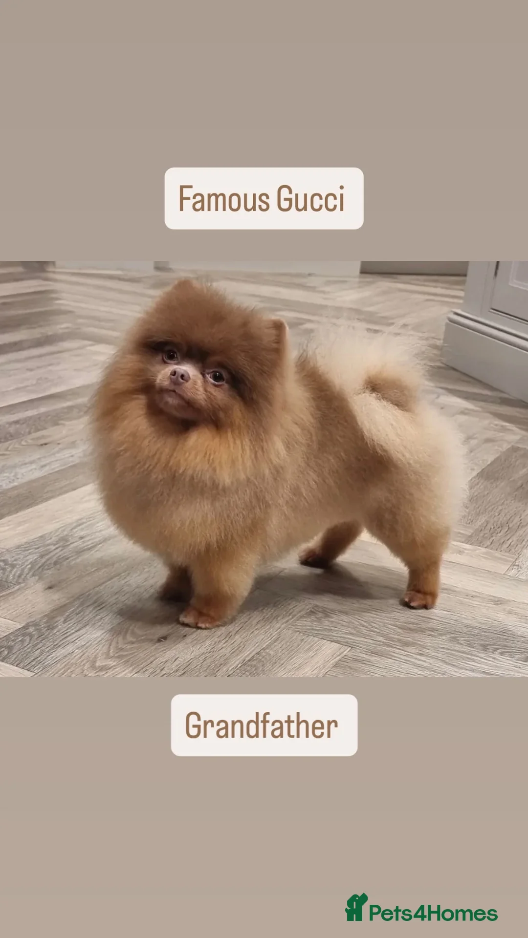 Pomeranian dogs for sale: KC Registered Champion bloodline Pomeranians  in London - Advert 16
