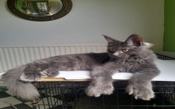 Maine Coon cats for sale: Solid Blue Poly boy 5 Pedigree TICA Maine coon - Image 8