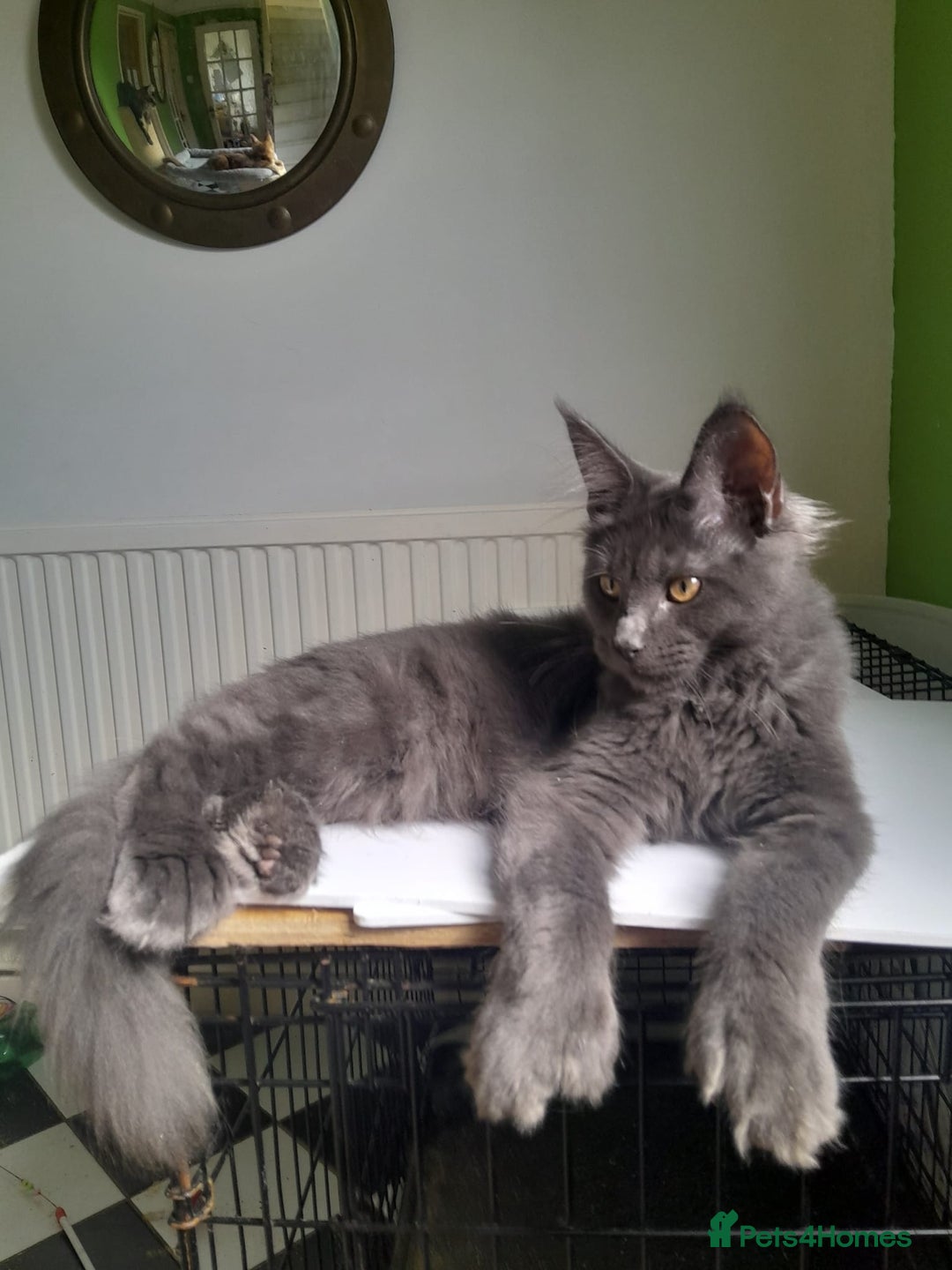 Maine Coon cats for sale: Solid Blue Poly boy 5 Pedigree TICA Maine coon - Image 8