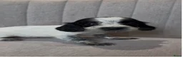 Sprocker dogs for sale: Sprocker Puppies  in Llangollen - Advert 8