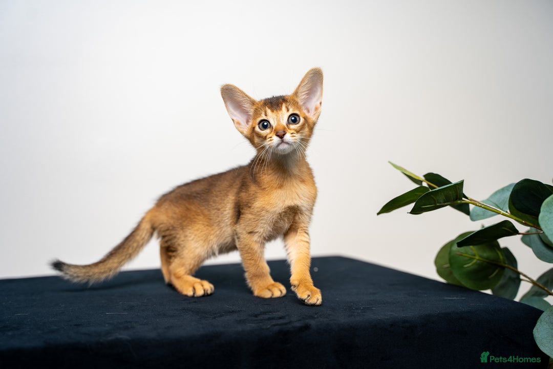 Abyssinian cats for sale: Elegant Abyssinian Kittens Champion Lines 🏆 🥇  - Image 35