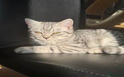 Scottish Fold cats for sale: Scottish Fold Kittens Variety of Colours - Image 34