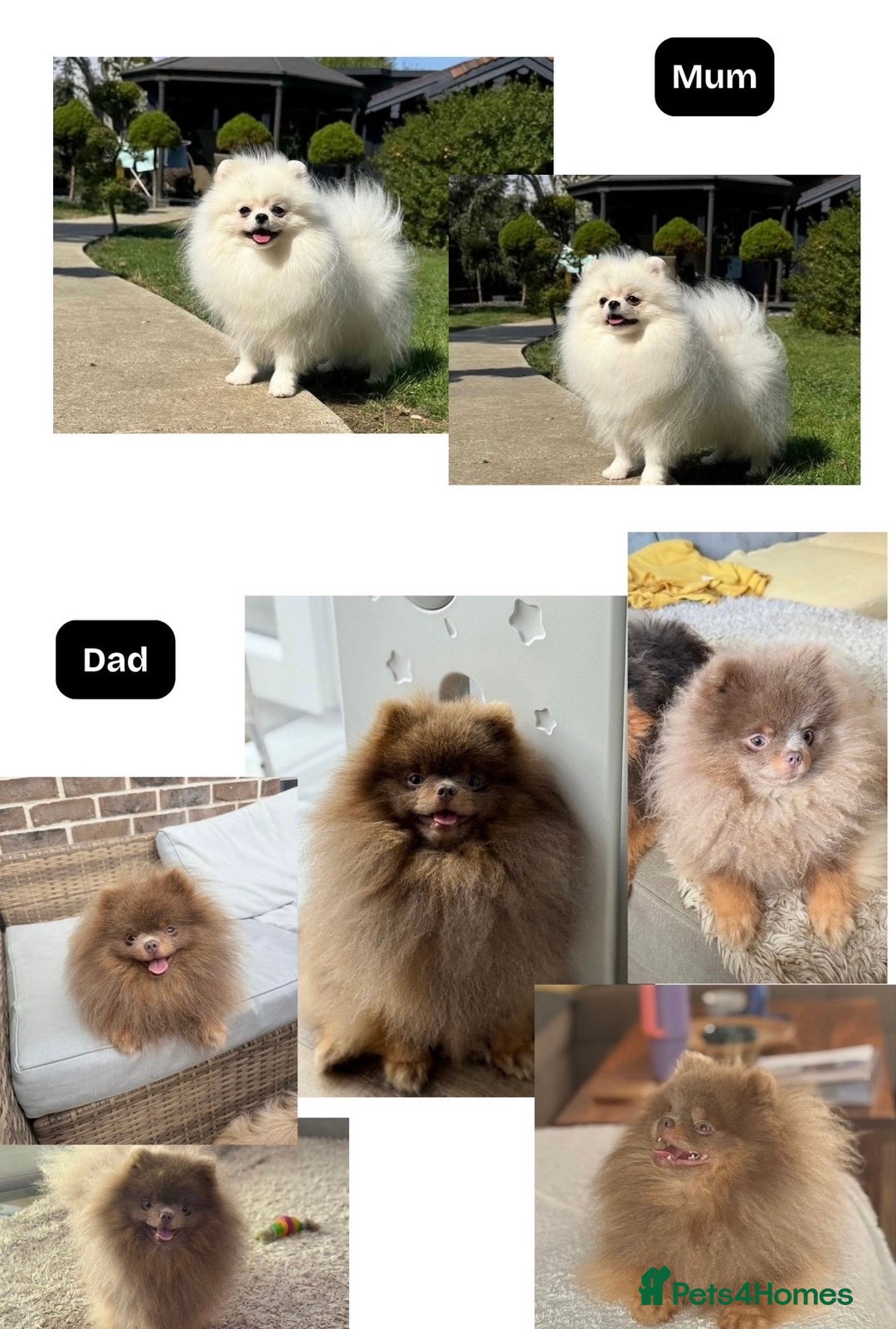 Pomeranian dogs for sale: Black and Tan females 🩷🎀 - Advert 5