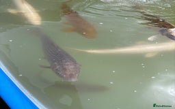 Koi Carp fish for sale: Japanese koi carp - Image 12