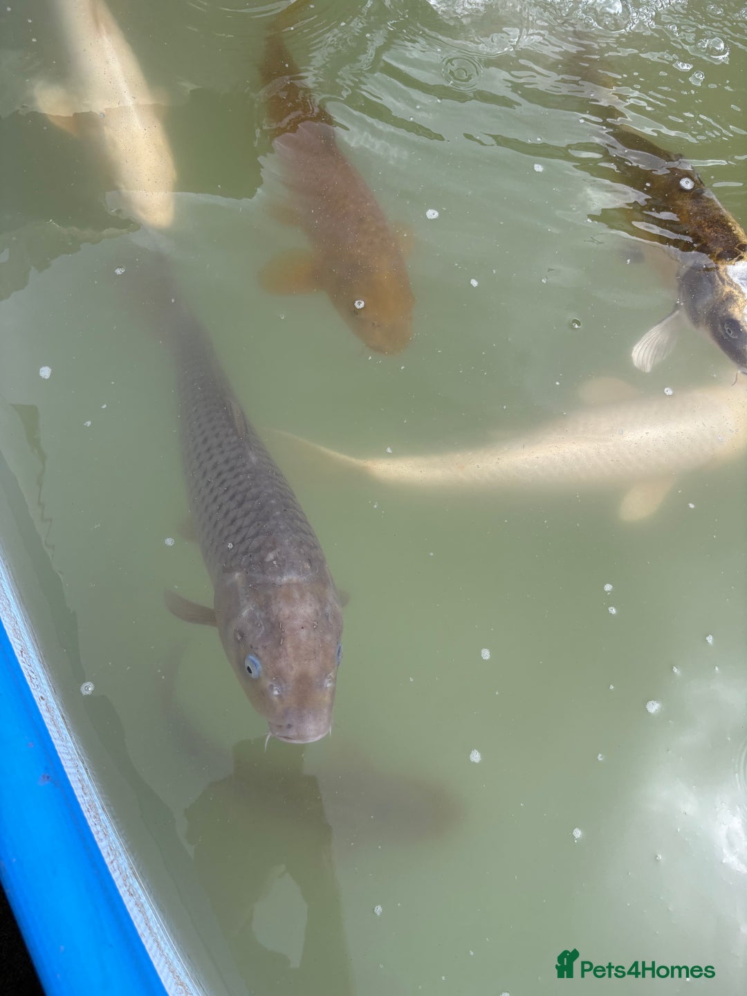 Koi Carp fish for sale: Japanese koi carp - Image 12