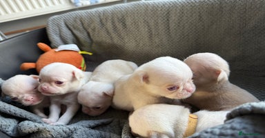 Pug dogs - Advert 5