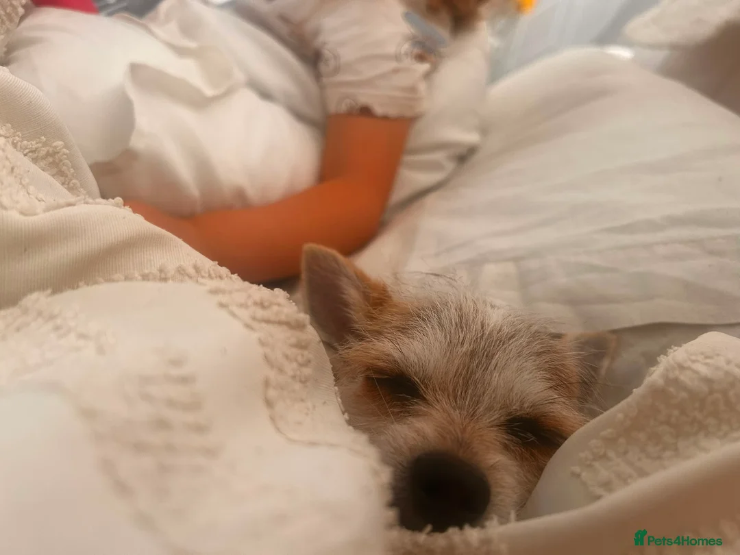 Chorkie dogs for sale: Miniature Chorkie female  - Advert 3