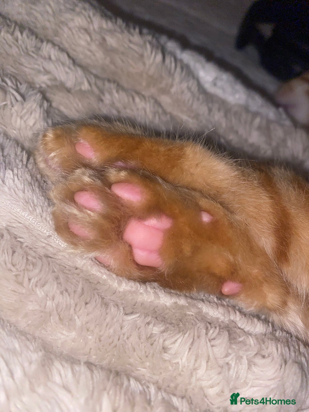 British Longhair cats for sale: Affectionate kittens ready for forever homes. - Image 5