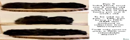 Guinea Pig rodents for sale: 4 pairs of boys and 2 pairs of girls  - Advert 19