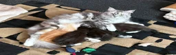 Maine Coon cats for sale: 4 Stunning pure Maine Coon Kittens - Advert 1