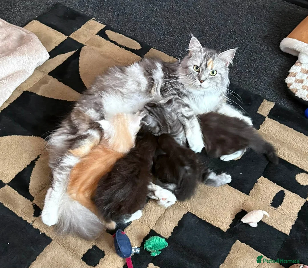 Maine Coon cats for sale: 4 Stunning pure Maine Coon Kittens - Advert 1