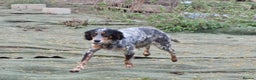 English Setter dogs for adoption: Duna  - Advert 4