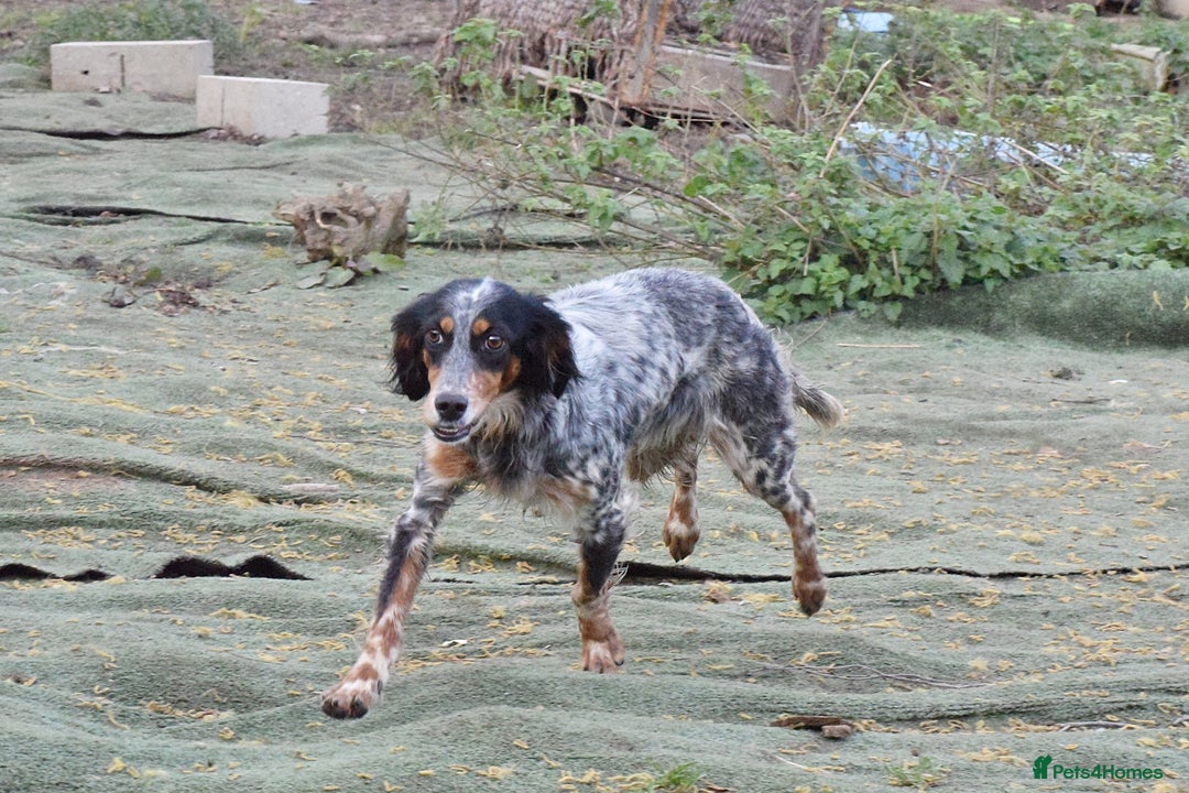 English Setter dogs for adoption: Duna  - Advert 4