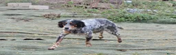 English Setter dogs for adoption: Duna  - Advert 4