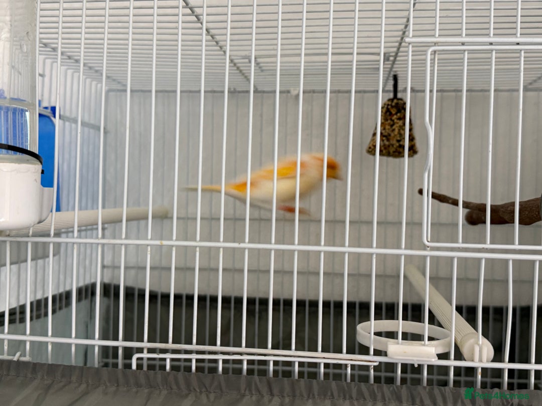 Canaries birds for sale: Healthy Male & Female Canaries with Setup - Image 3