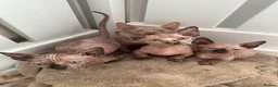 Sphynx cats for sale: Canadian sphynx kittens  - Advert 10