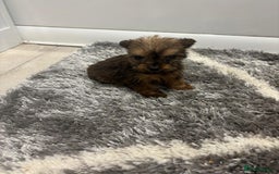 Yorkshire Terrier dogs for sale: Yorkshire terrier puppies  - Image 2