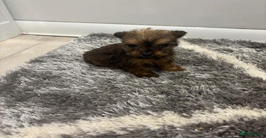 Yorkshire Terrier dogs - Advert 8