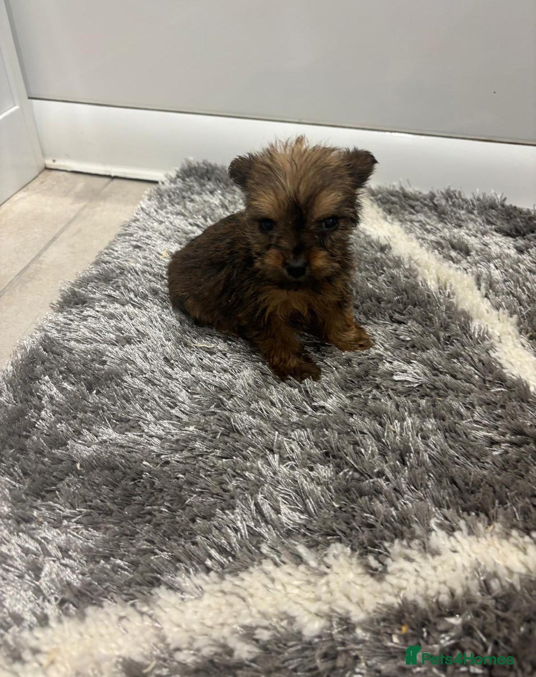 Yorkshire Terrier dogs for sale: Yorkshire terrier puppies  - Image 2