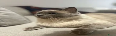 Ragdoll 1
