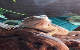 Bearded Dragon reptiles for sale: Juvenile bearded dragon - Image 3