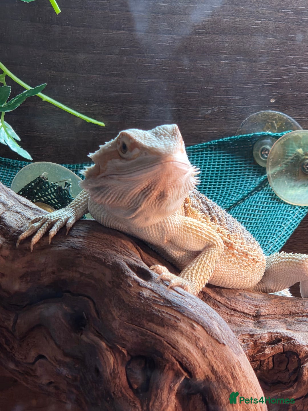 Bearded Dragon reptiles for sale: Juvenile bearded dragon - Image 3