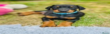 Dobermann Puppy Cyan