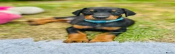 Dobermann dogs for sale: KC registered exclusive Dobermann puppies  - Advert 30