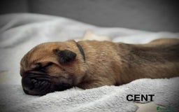 Cane Corso dogs for sale: 🐾✨ PatoSquad Kennel FCI Puppies ✨🐾 - Image 5
