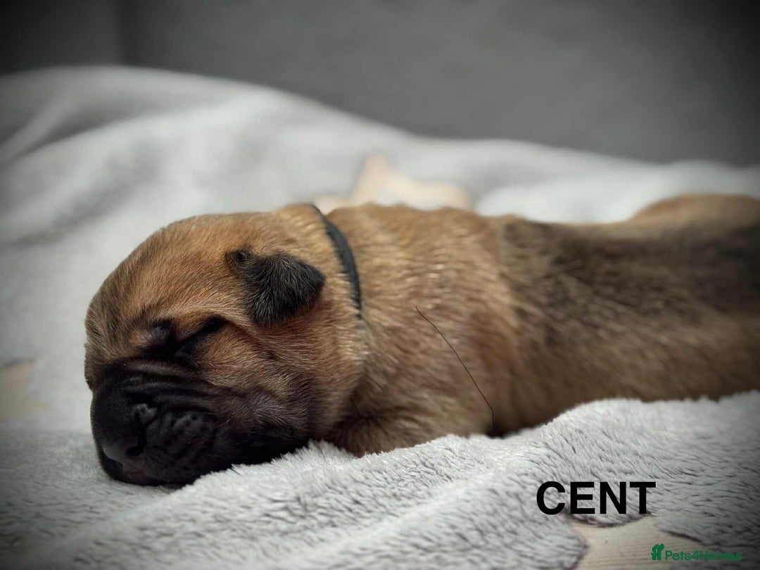 Cane Corso dogs for sale: 🐾✨ PatoSquad Kennel FCI Puppies ✨🐾 - Image 5