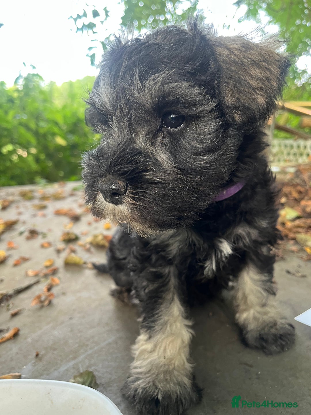Miniature Schnauzer dogs for sale: miniature schnauzer puppies  - Image 5