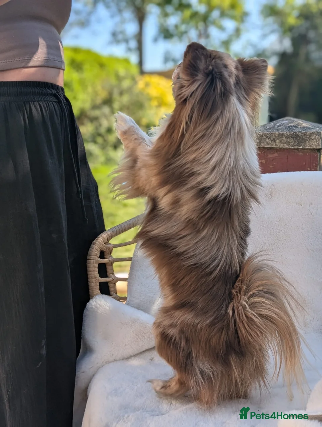 Chihuahua dogs for stud: Proven chi for stud  in Atherstone - Advert 4