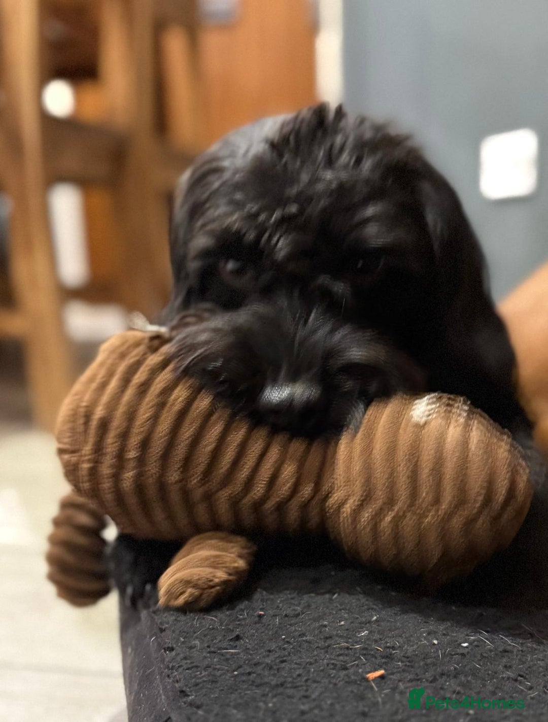 Mixed Breed dogs for sale: Walter the Cockerpoo -  ** .  - Advert 3
