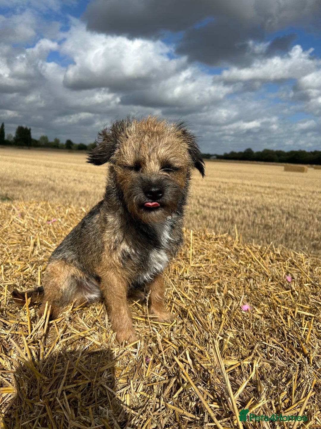 Border Terrier dogs for sale: Beautiful Border Terrier Pups - Advert 13
