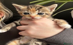 Mixed Breed cats for sale: Beautiful cross mixed breed bengal/tabby kittens  - Image 12