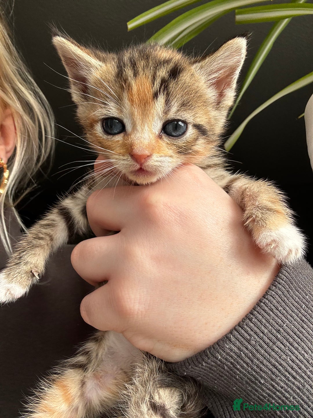 Mixed Breed cats for sale: Beautiful cross mixed breed bengal/tabby kittens  - Image 12