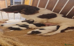 English Springer Spaniel dogs for sale: Beautiful Litter of English Springer Spaniels  - Image 11