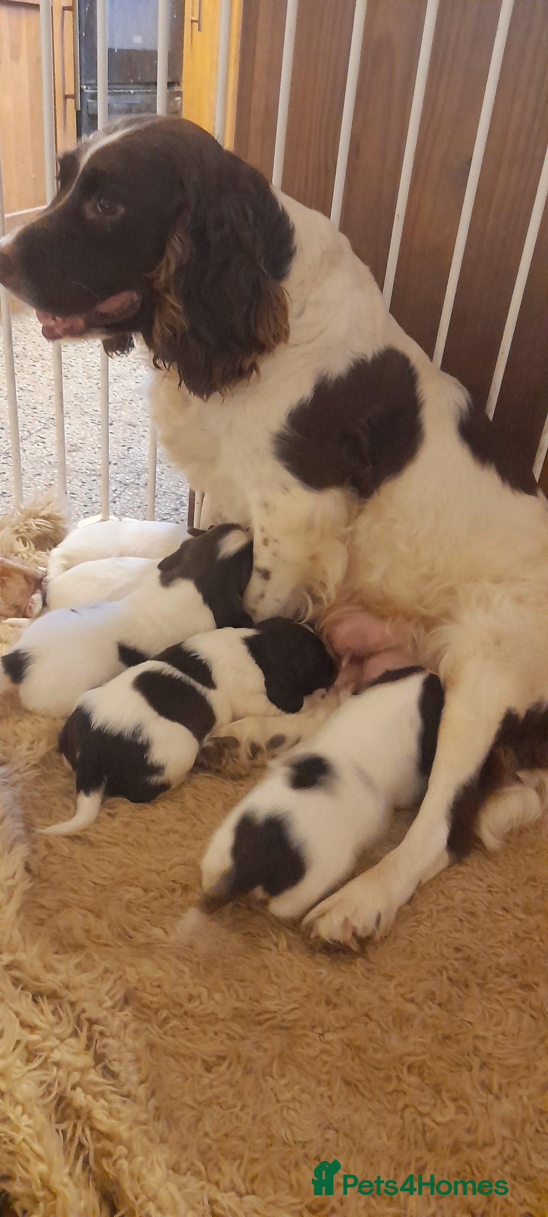 English Springer Spaniel dogs for sale: Beautiful Litter of English Springer Spaniels  - Image 11