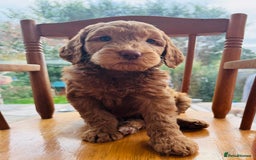 Double Doodle dogs for sale: Australian Goldendoodle puppies - Image 10