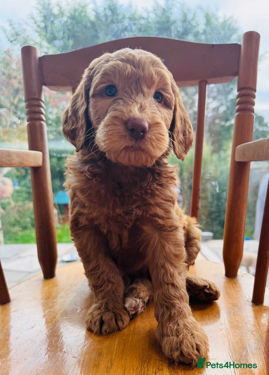 Double Doodle dogs for sale: Australian Goldendoodle puppies - Image 10