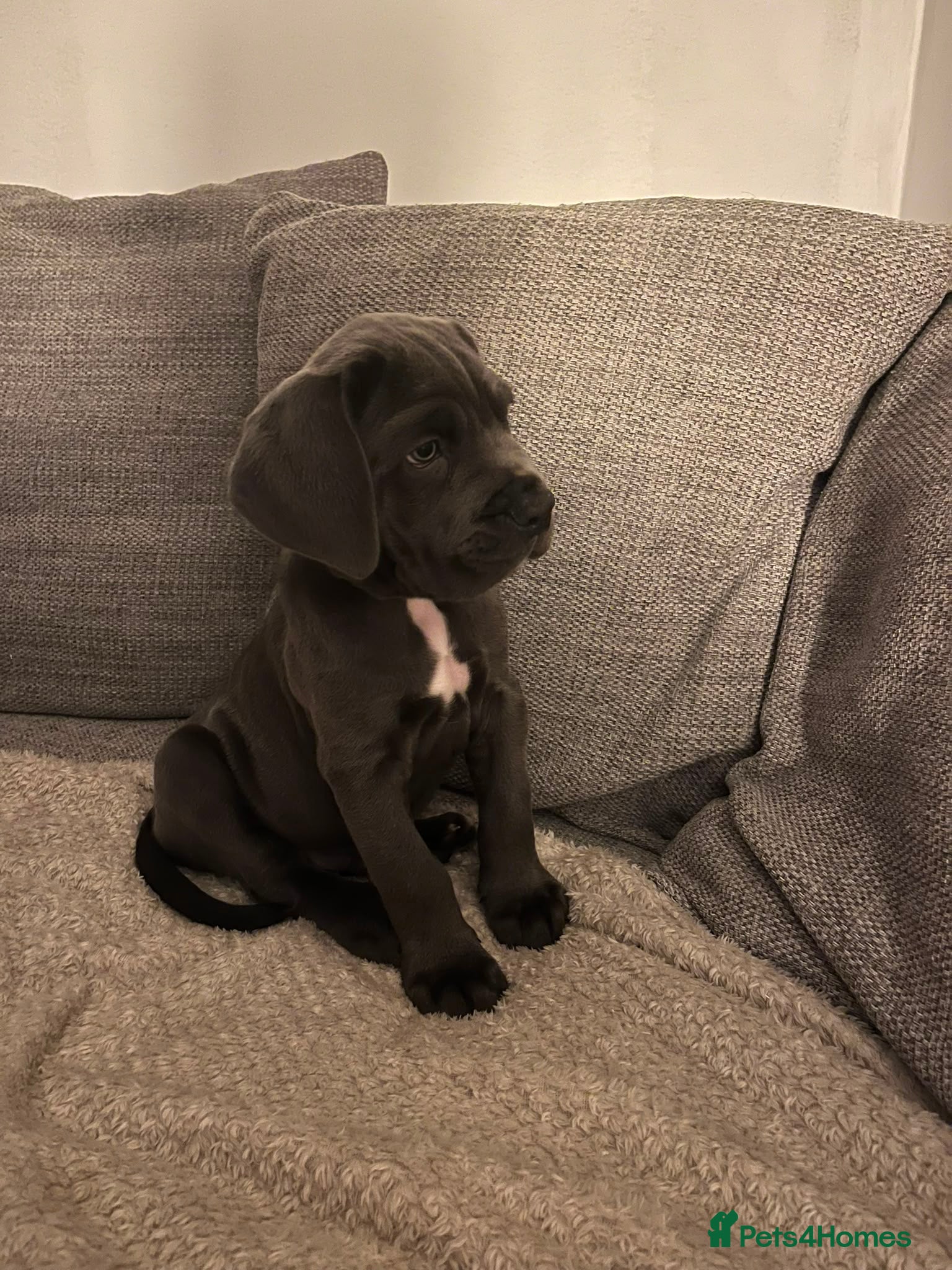 Cane Corso dogs 6 Pure Cane Corso Puppies Available Now  - Advert 2