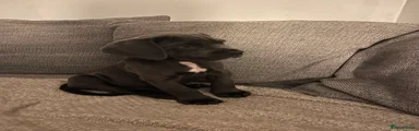 Cane Corso 11